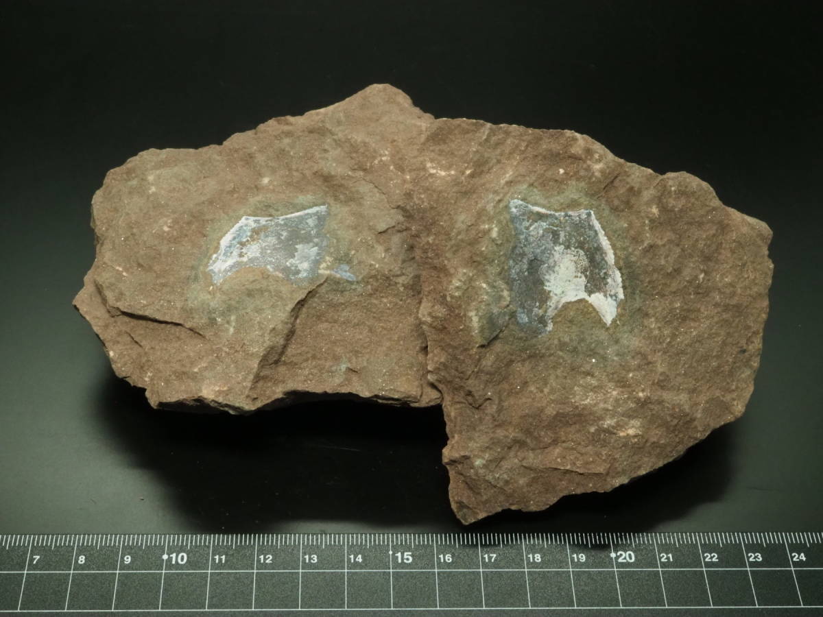 Placoderm / 甲冑魚 | 化石・隕石・鉱物の販売 JURASSIC