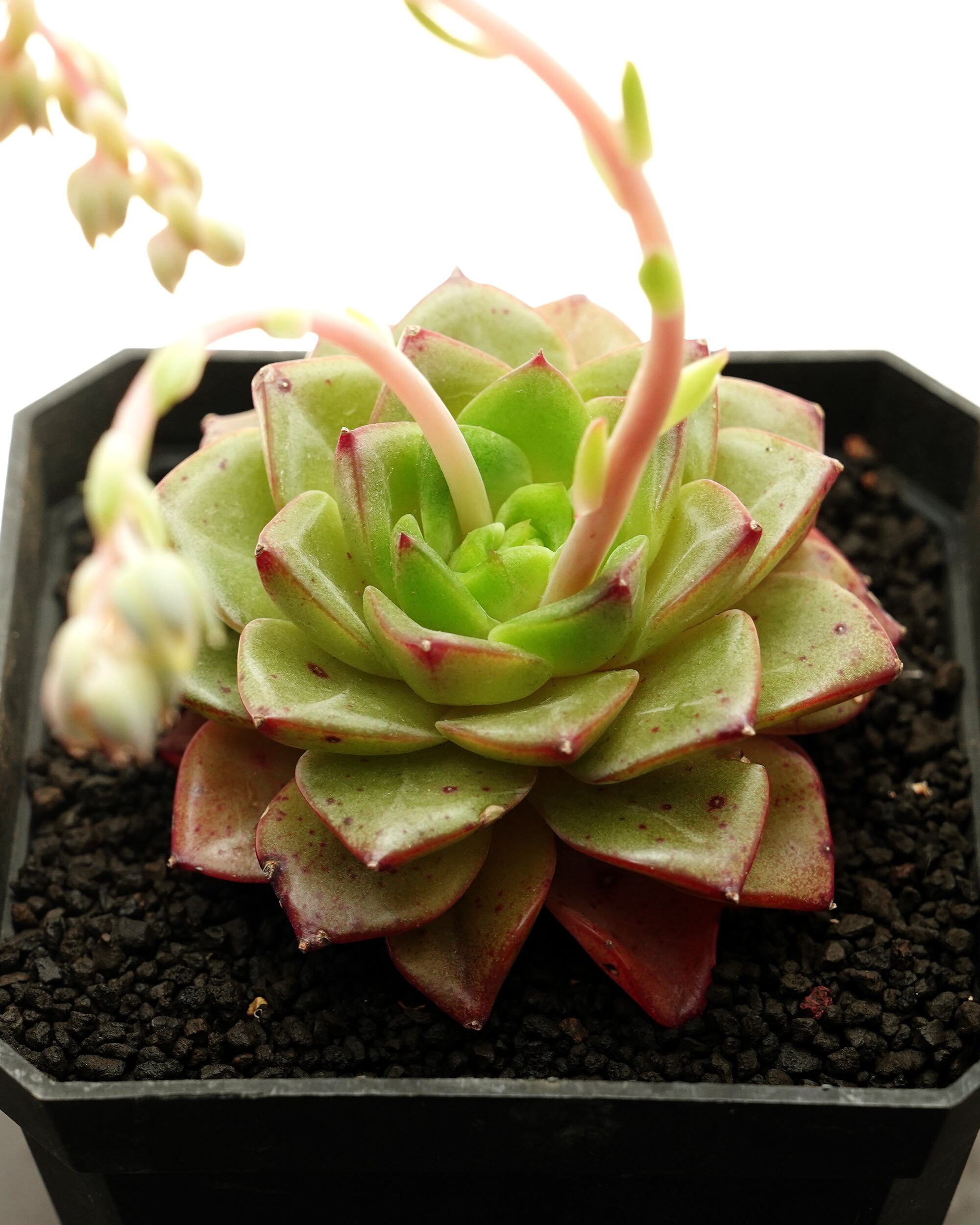 抜き苗 ハオルチア 水中月錦 ミックス斑 ミニ株 Haworthia 'Shui Zhong