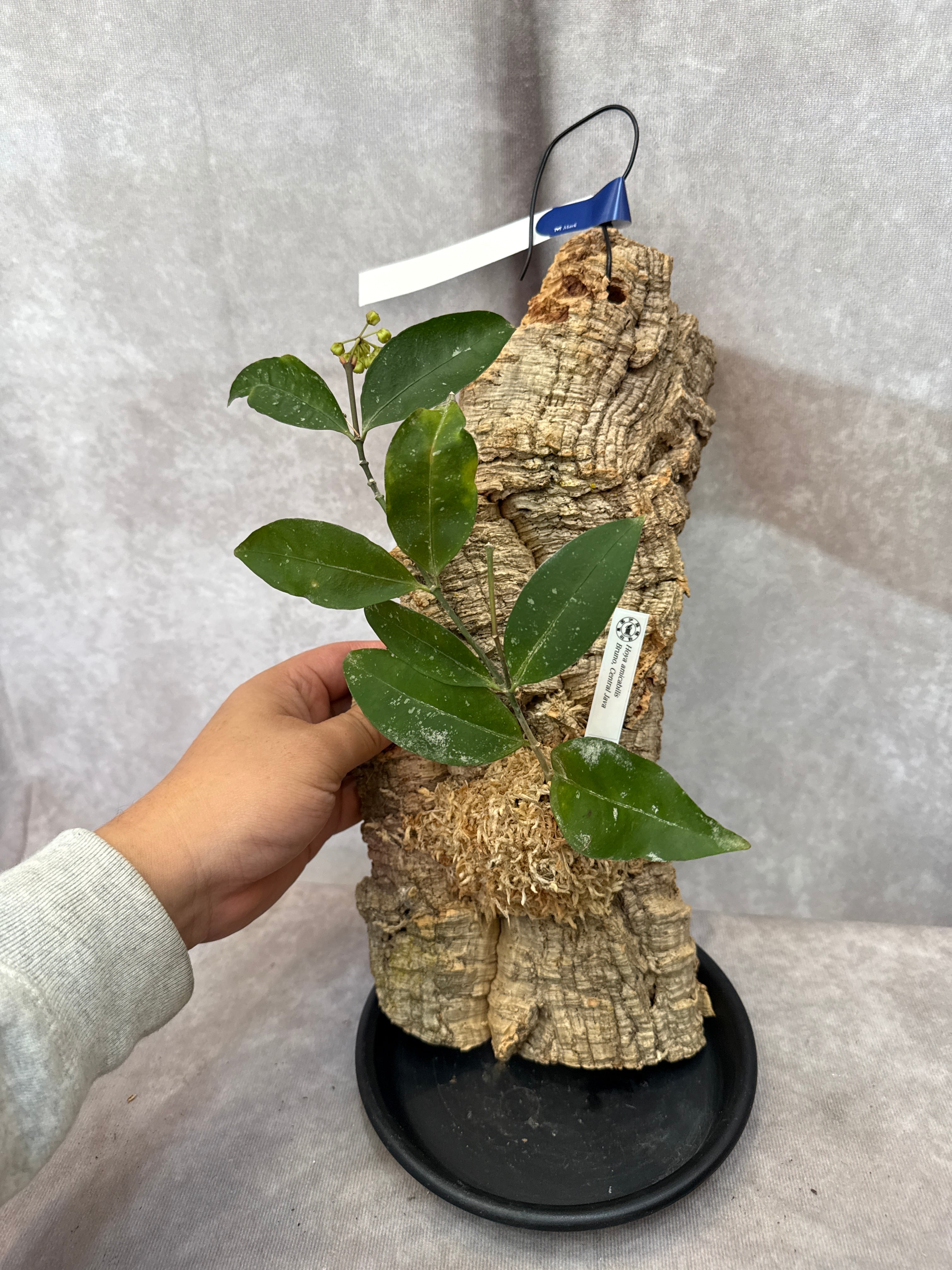 花座あり Hoya amicabilis / ホヤ アミカビリス | Gardenえん 【観葉