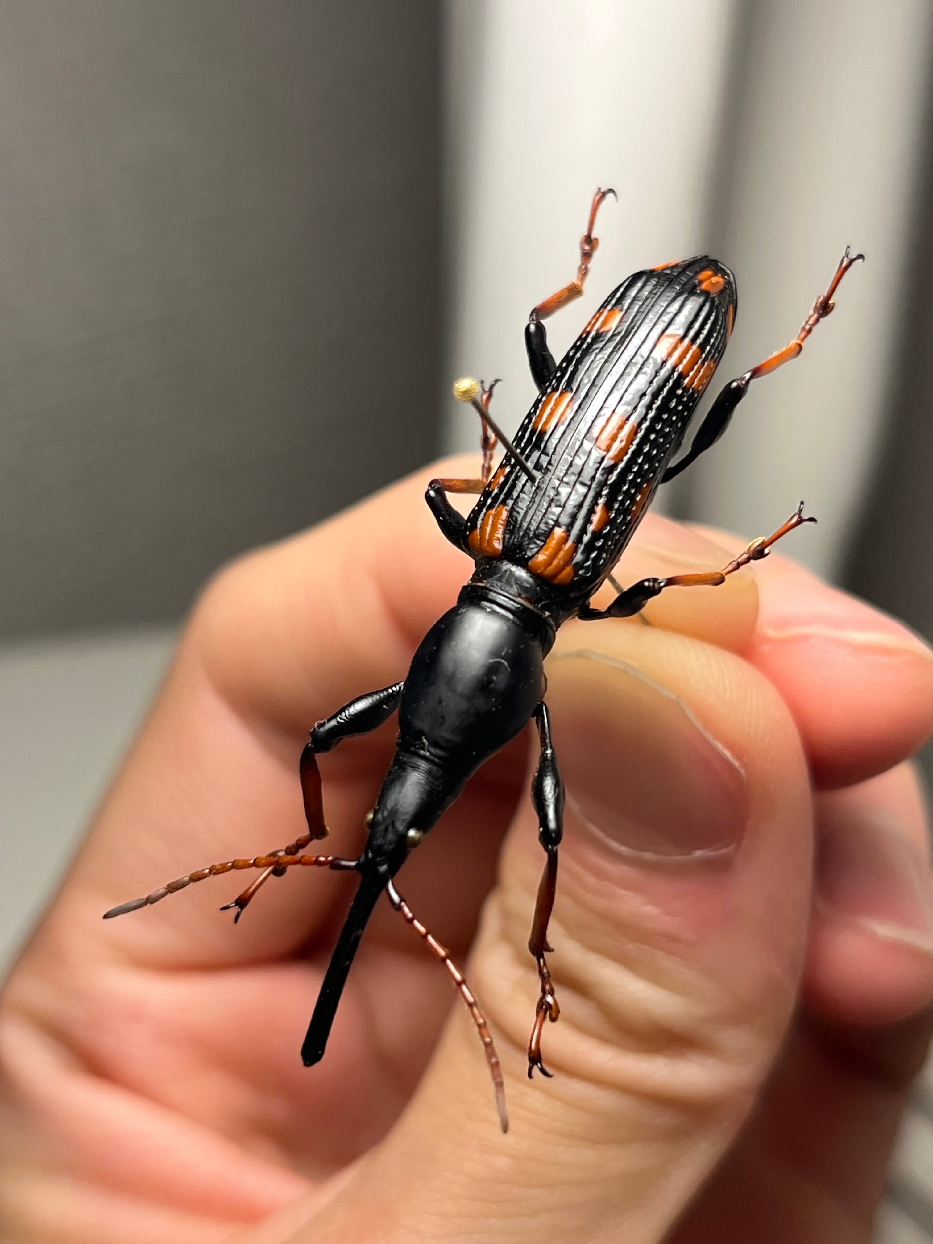 47mm♀】オウサマミツギリゾウムシ 標本 ゴミムシダマシ テントウムシ