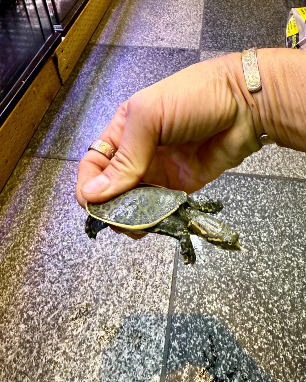 フロリダスッポン - 3