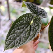 アンスリウム・ルクスアリンス / Anthurium luxurians│観葉植物