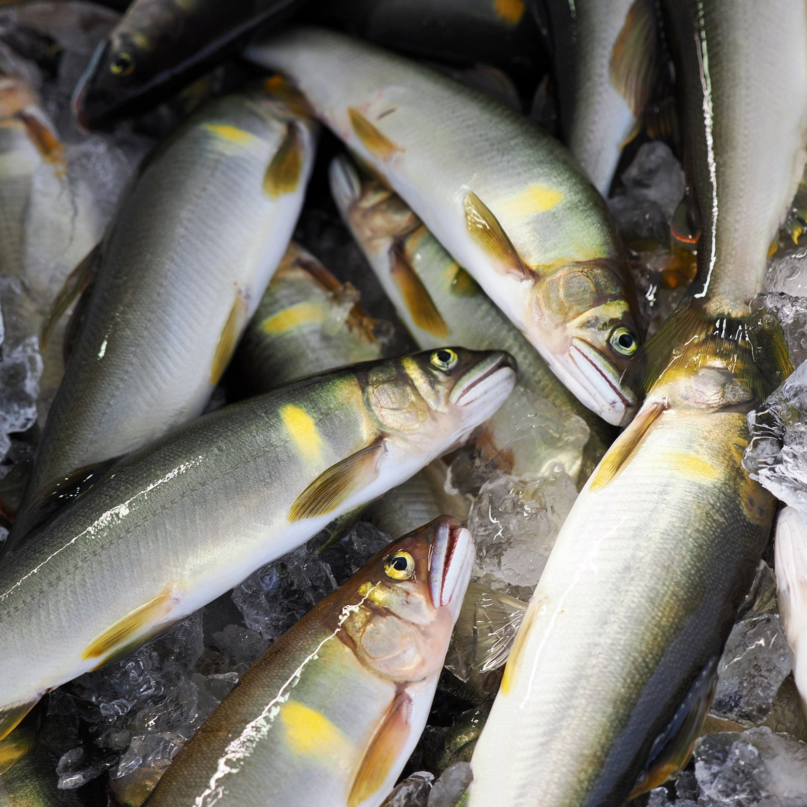 和良鮎 宅配セット（3Lサイズ、5匹入り） | 「和良鮎を守る会」公式