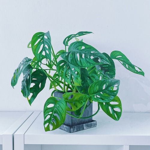 モンステラ・フリードリヒスターリー（マドカズラ）Monstera friedrichsthalii Schott