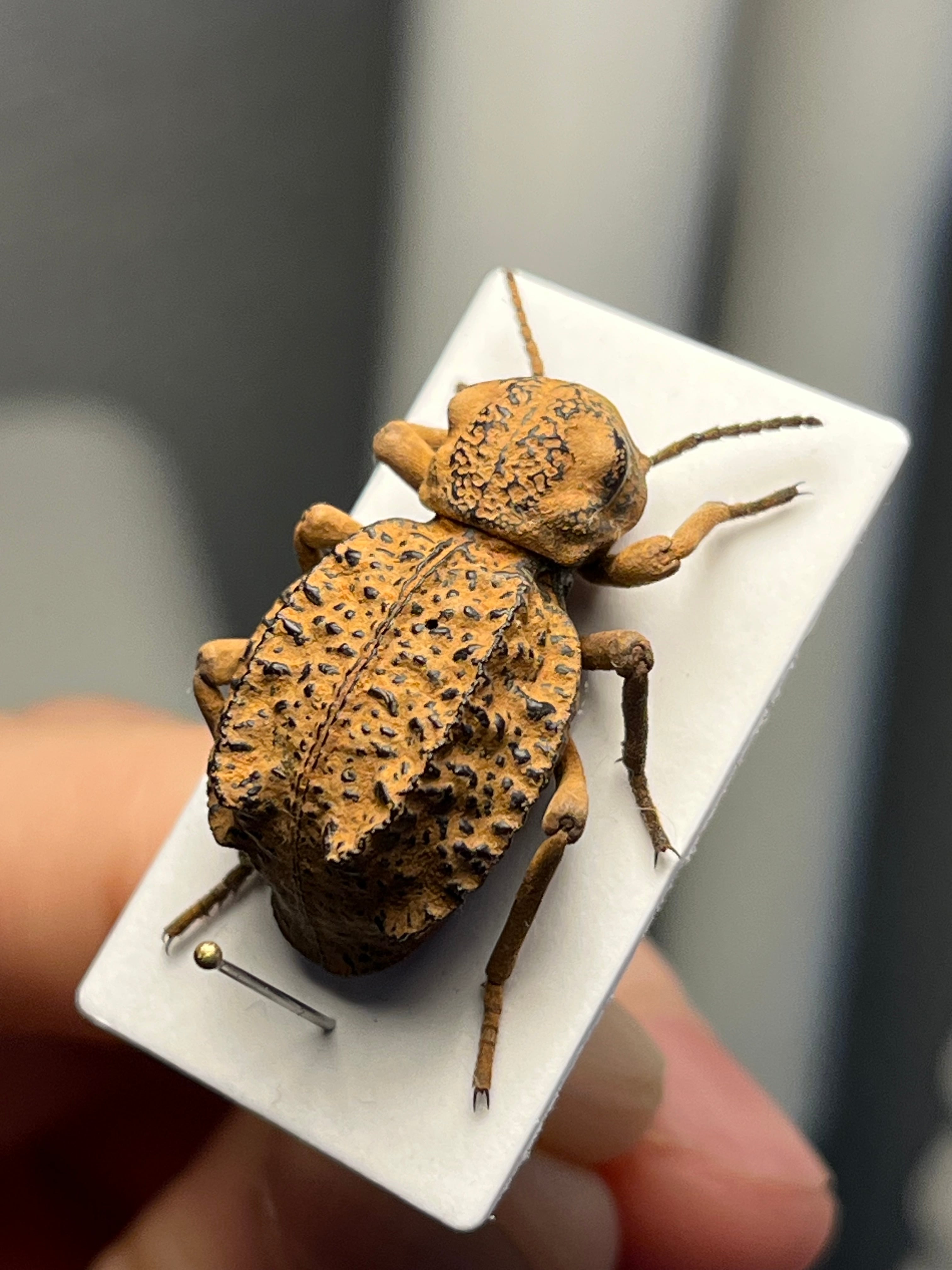 土遁土流壁を使ってきそうなケニアのゴミムシダマシ 標本 キリアツメ