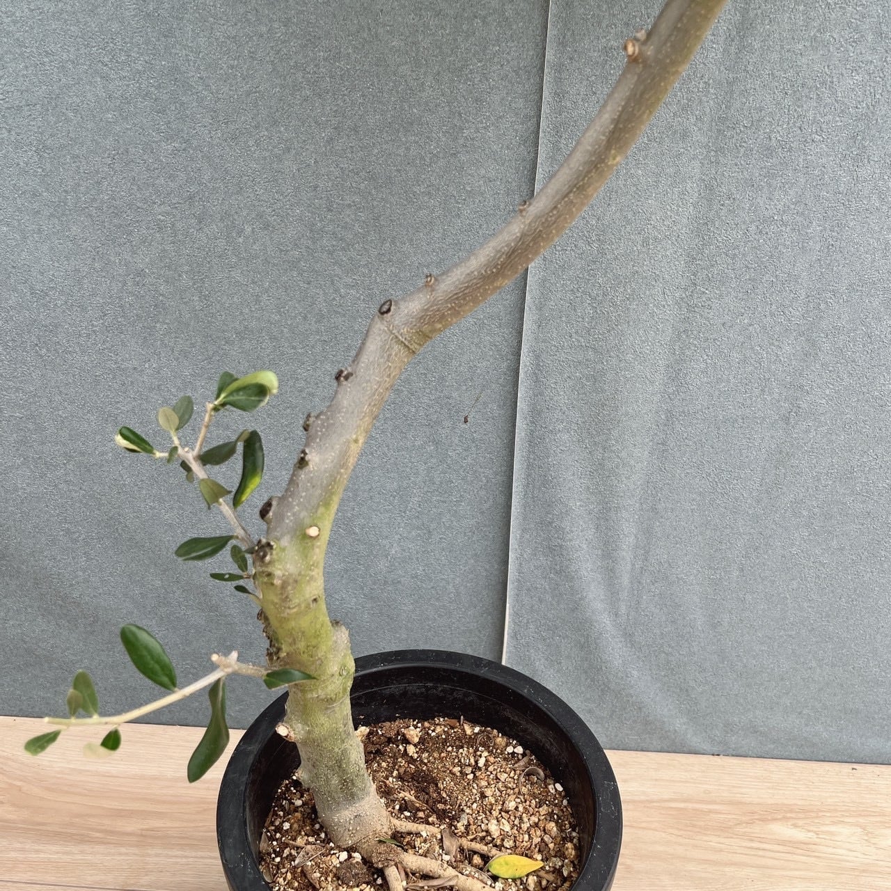現品］40番 創樹 オリーブ ルッカ 7号 観葉植物 屋外 オリーブの木