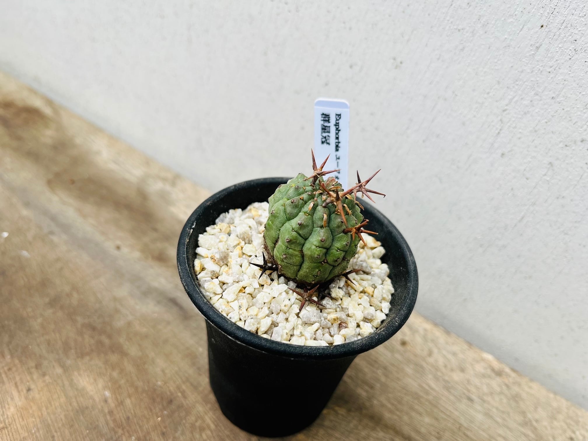 Euphorbia stellispina ユーフォルビア 群星冠 多肉植物 | Pay ID Euphorbia stellispina ユーフォルビア 群星冠 多肉植物 | Pay ID