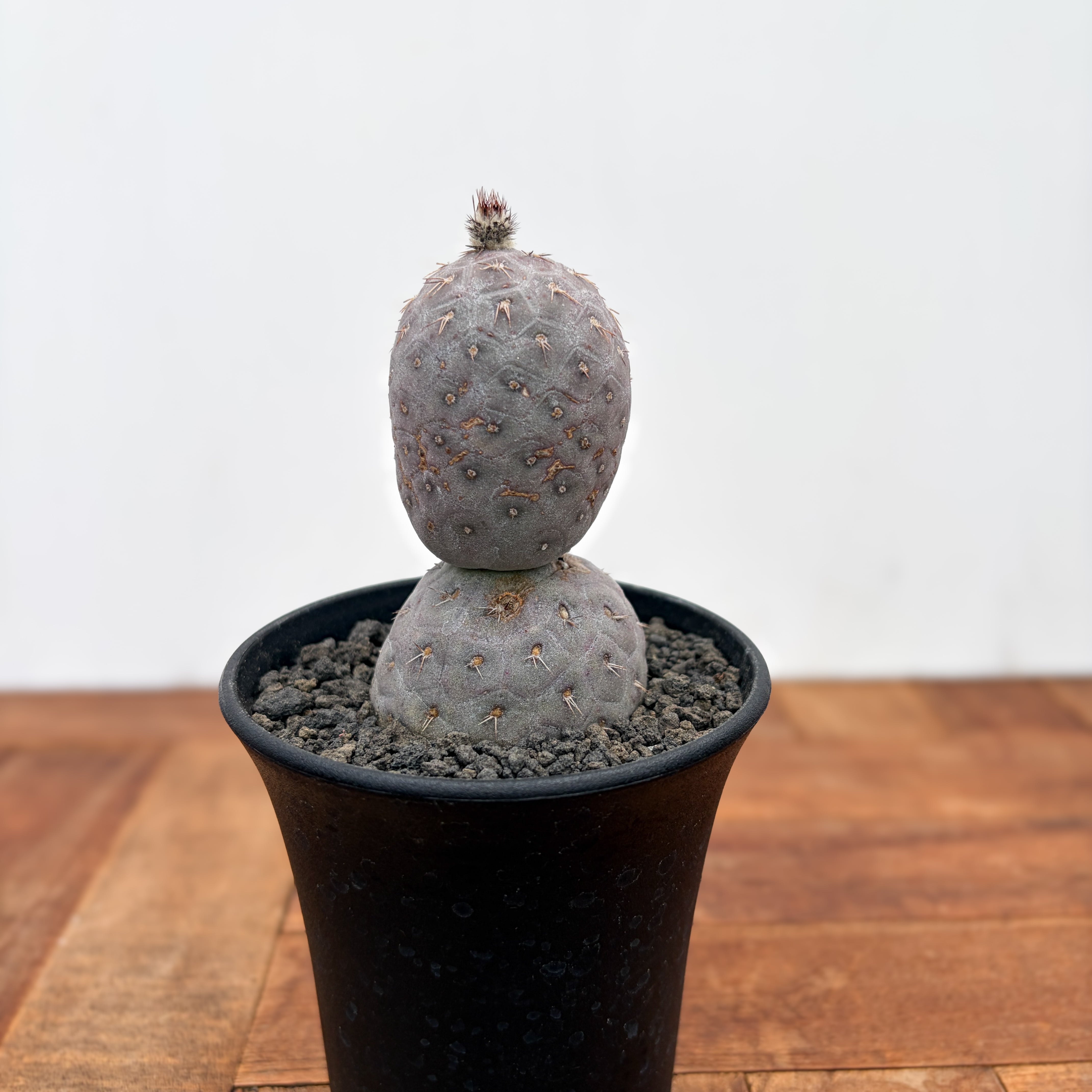 【実生】 菊水 ストロンボカクタス Storombocactus disciformis【ストロンボカクタス・菊水・実生