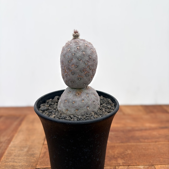 Tephrocactus geometricus【テフロカクタス・ゲオメトリクス】