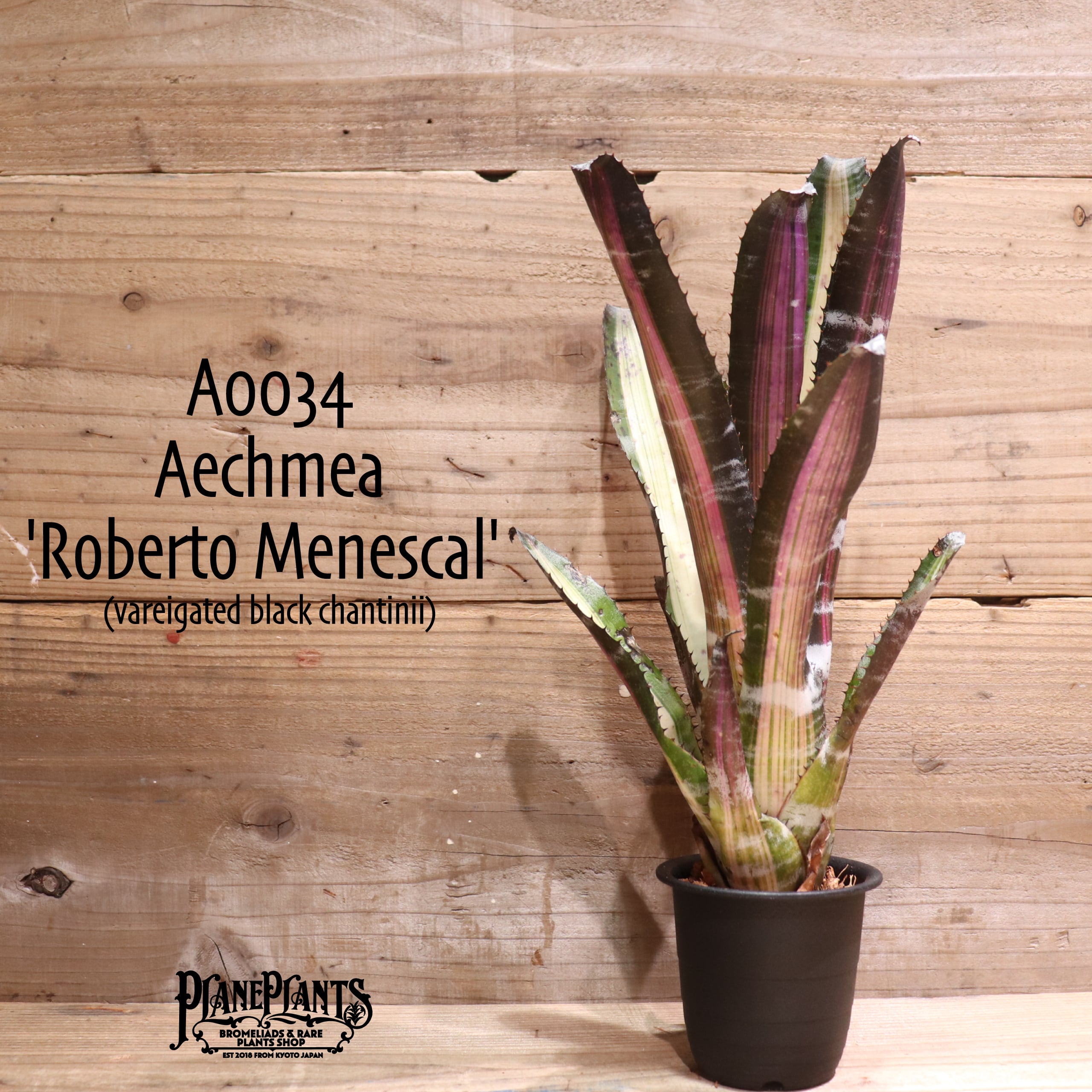 送料無料】Aechmea 'Roberto Menescal' 〔エクメア〕現品発送A0034