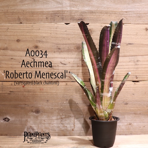 【送料無料】Aechmea 'Roberto Menescal' 〔エクメア〕現品発送A0034