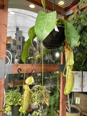 ネペンテス・ダイエリアーナ【大型種】