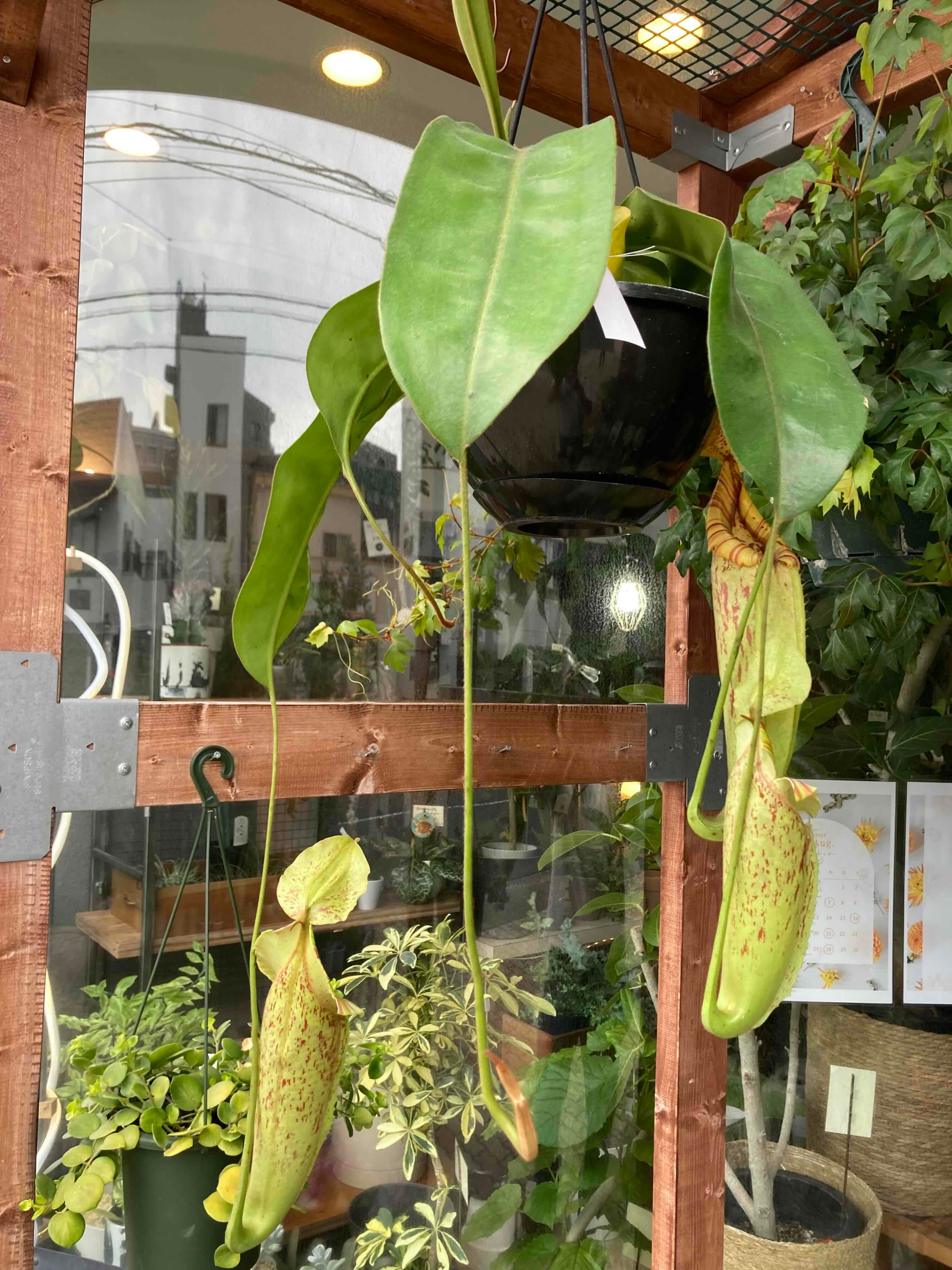 ネペンテス・ダイエリアーナ【大型種】