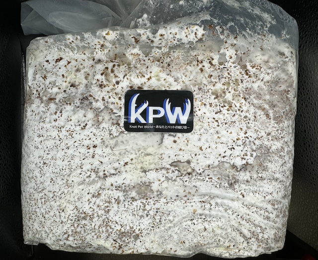 【バレンタインSALE先行特価】【KPWオリジナル】オオヒラタケ菌糸ブロック 4000cc 【バレンタインSALE先行特価】【KPWオリジナル】オオヒラタケ菌糸ブロック 4000cc
