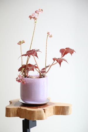 【S】ベゴニア 黒鷲/Begonia Kurowashi　※グラスポット付き