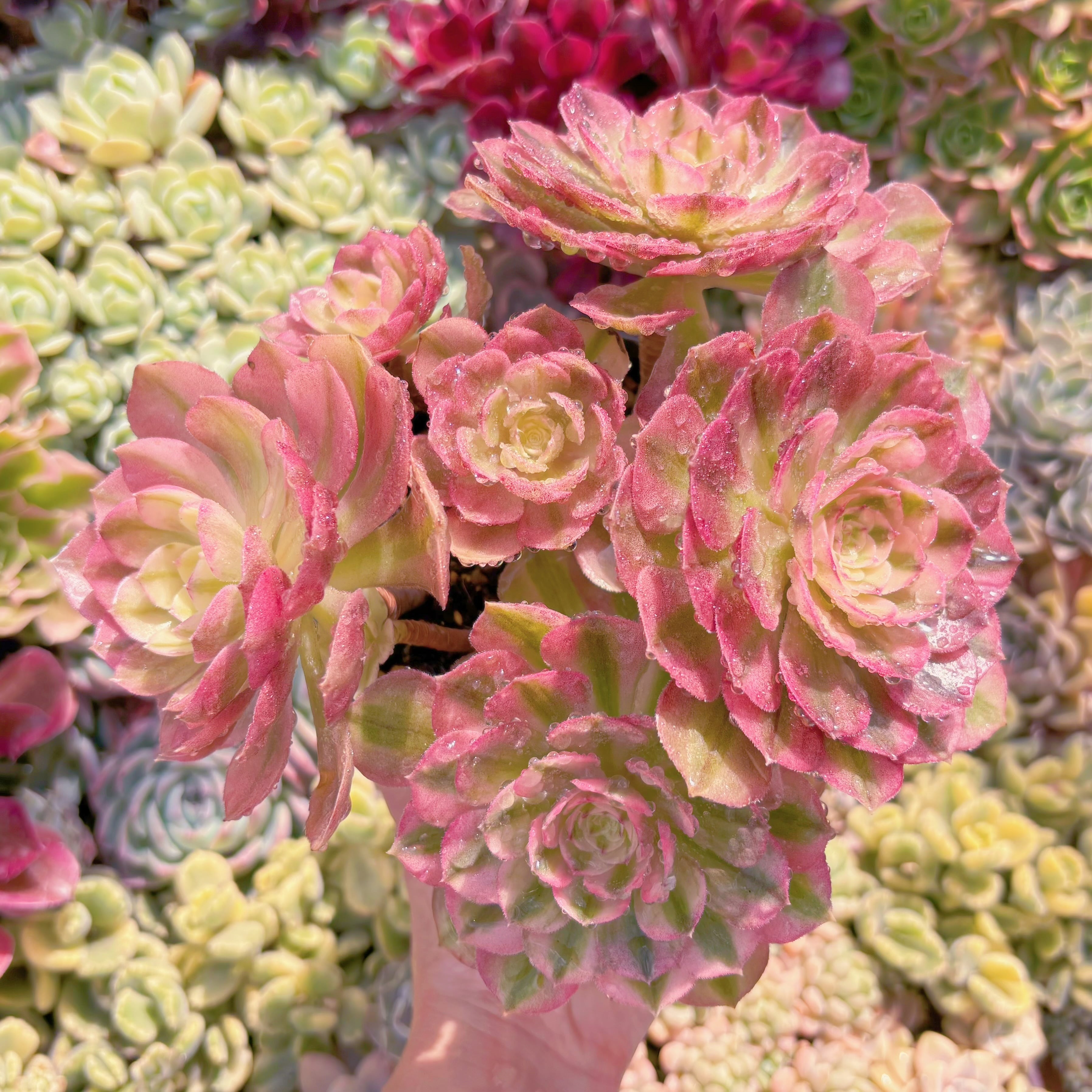 現品　ハロウィン白錦#B35　大群生　新入荷