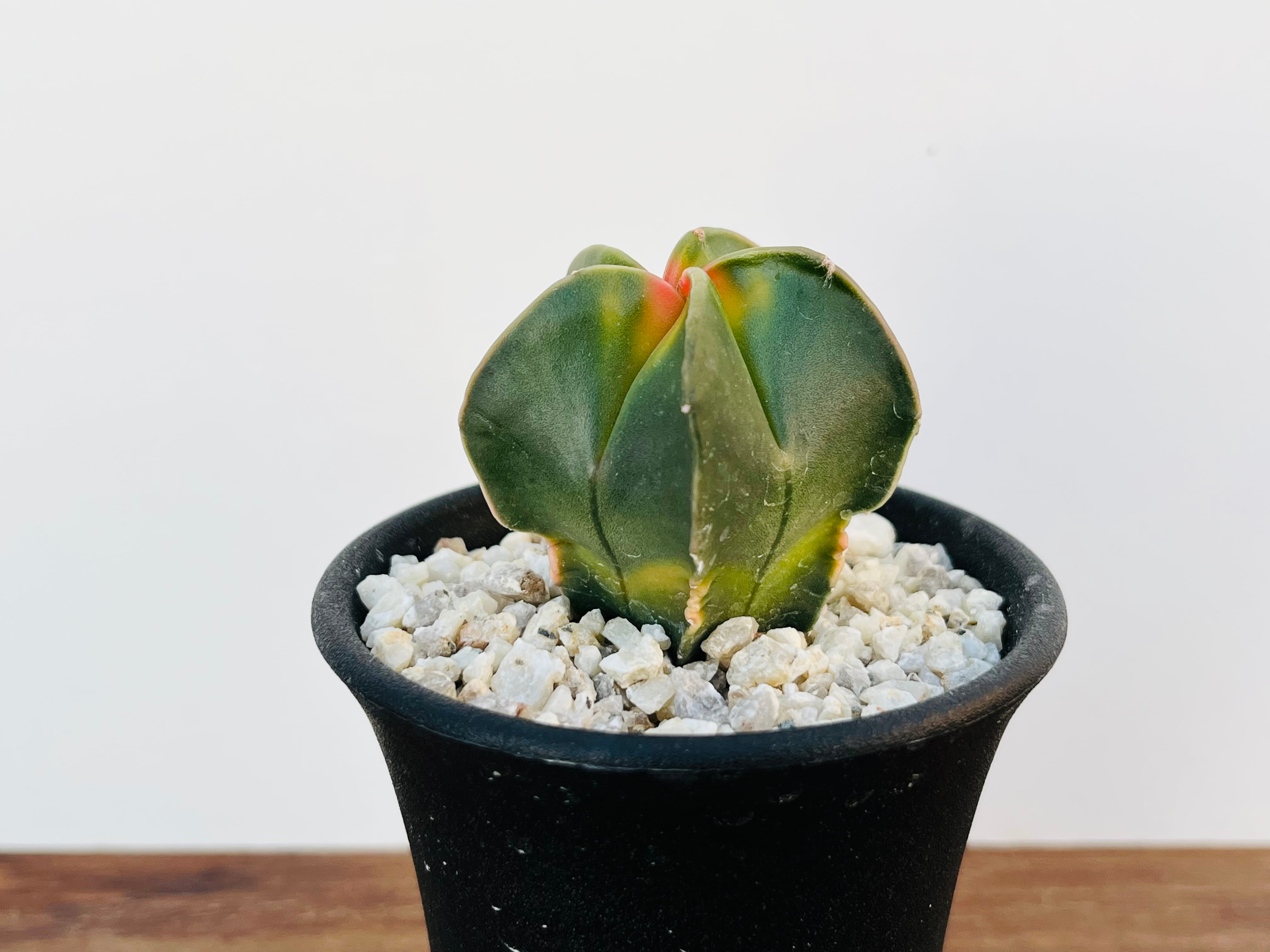 Astrophytum myriostigma　アストロフィツム　紅葉ヘキラン　紅葉碧瑠璃鸞鳳玉　ランポー玉　サボテン | plants MARU ー  多肉植物・サボテン・園芸グッズのお店 ー powered by BASE