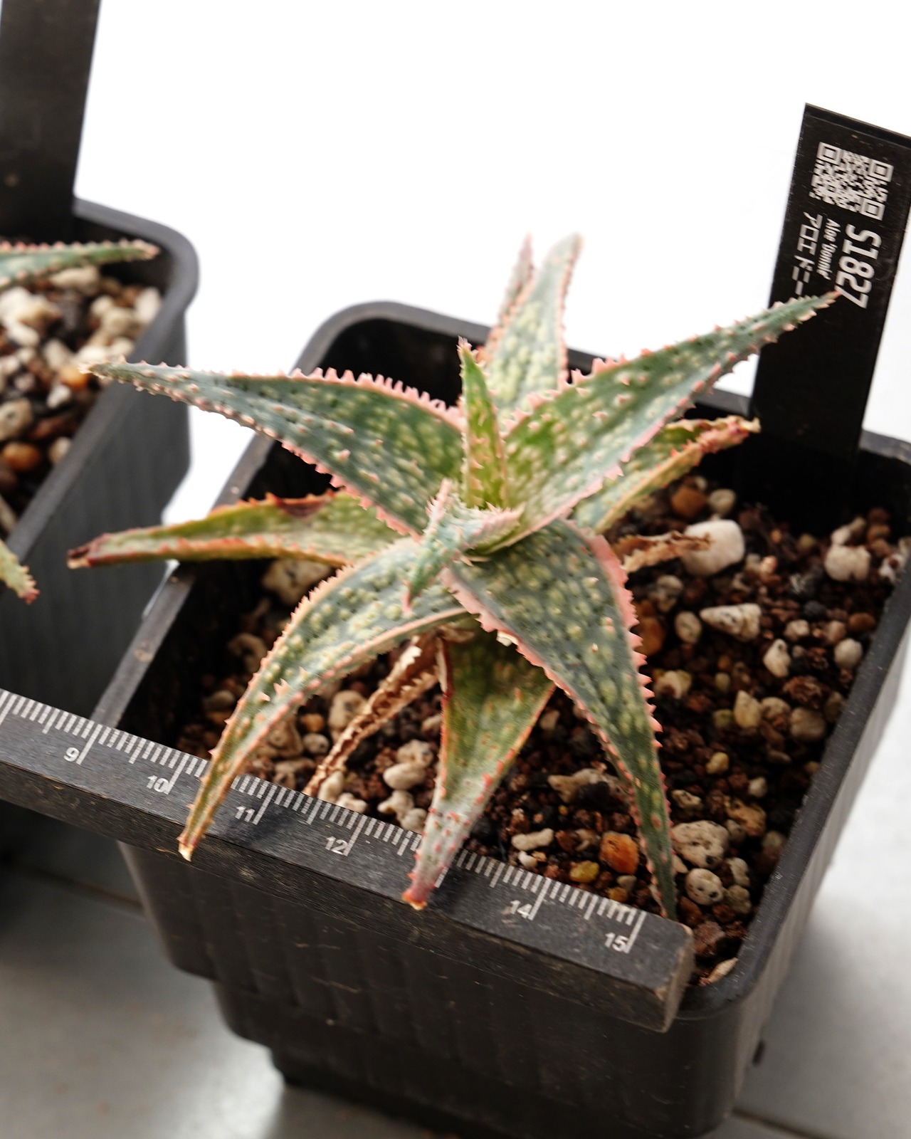 抜き苗 アロエ ドニー Aloe 'Donnie'
