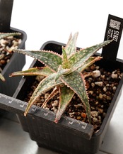 抜き苗 アロエ ドニー Aloe 'Donnie'