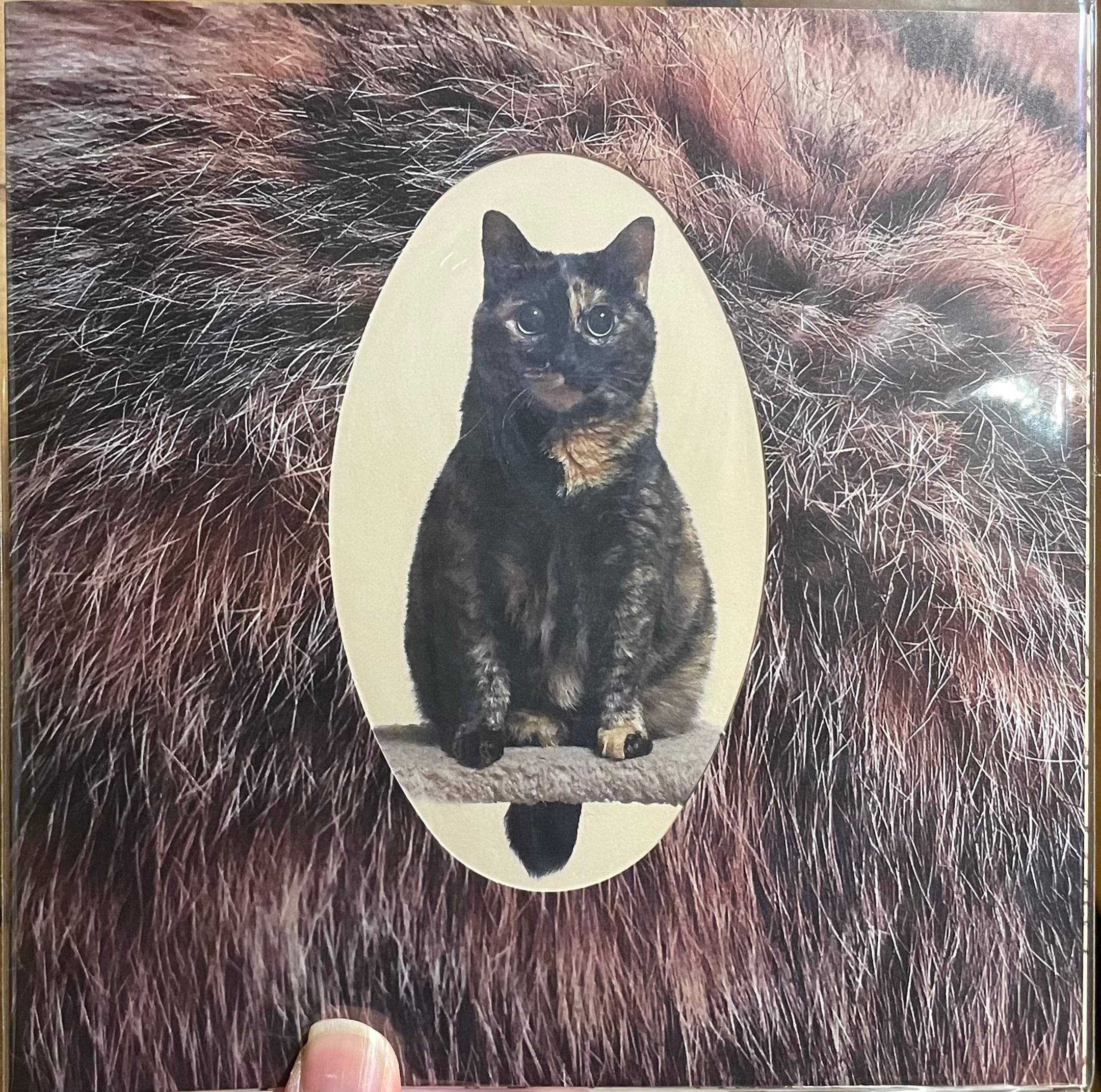猫 [猫・二枚目] 猫″二枚目″(LP) | catnoise(おんがくいぬとねこ)