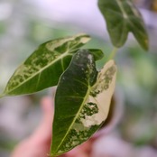 アロカシア グリーンベルベット / Alocasia Green Velvet⑤ / 観葉植物