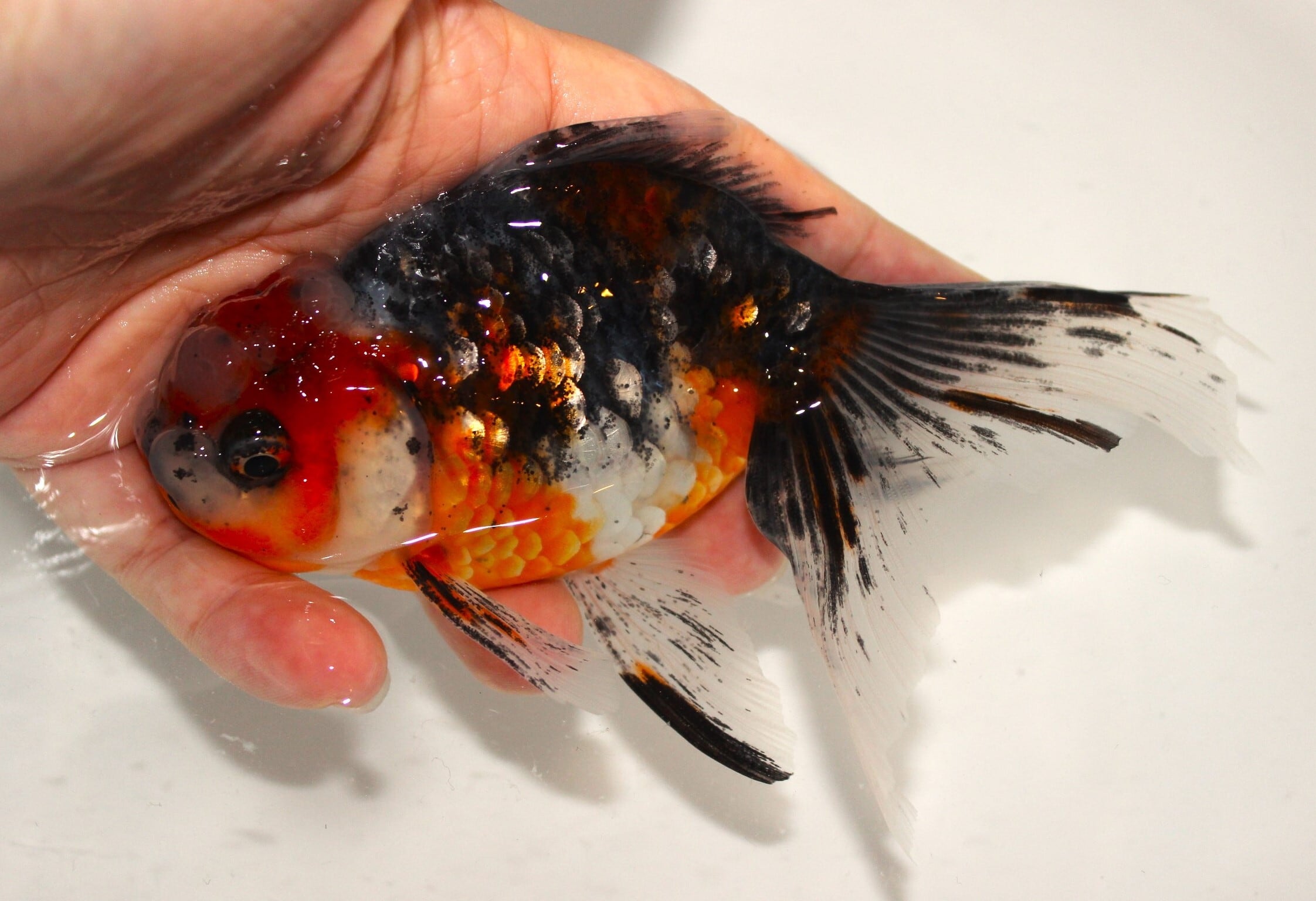 東錦・オランダ体型 | 金魚専門店 和の美