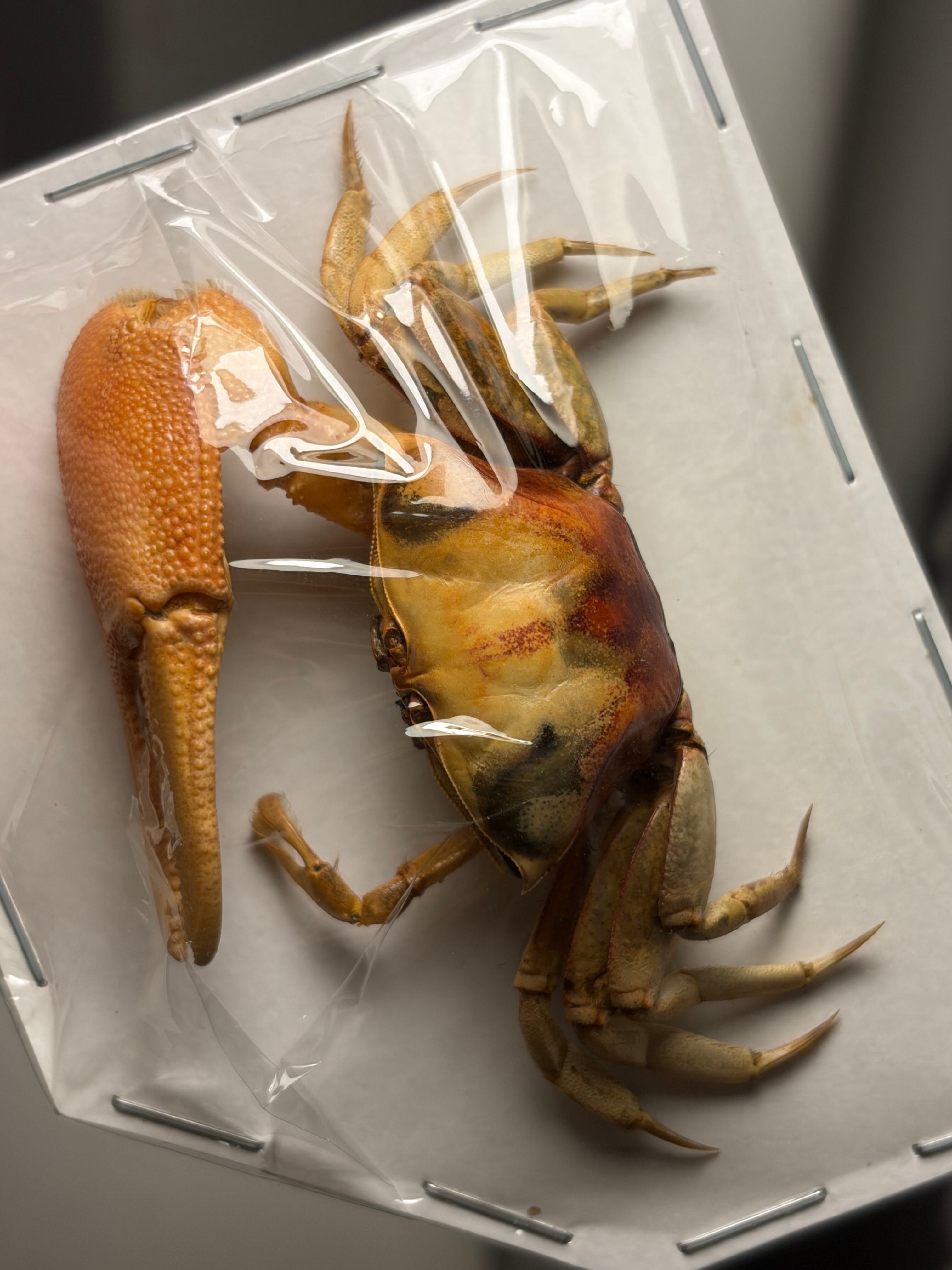 シオマネキに酷似のスナガニの一種 蟹標本 カニ 甲殻類 シャコ エビ