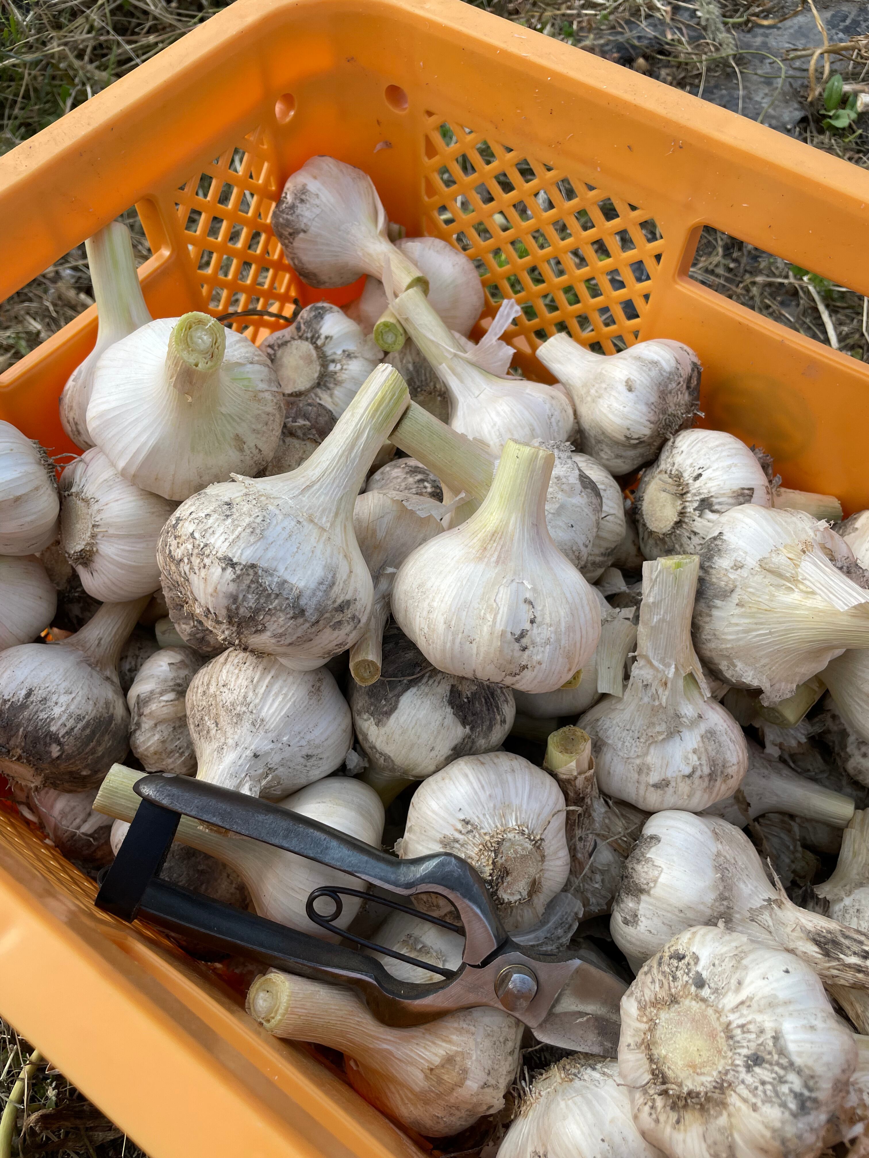 山口県産　生ニンニク　8キロ 生にんにく（シン・にんにく）Bランク S-Mサイズ 1kg（ 20玉程度/kg