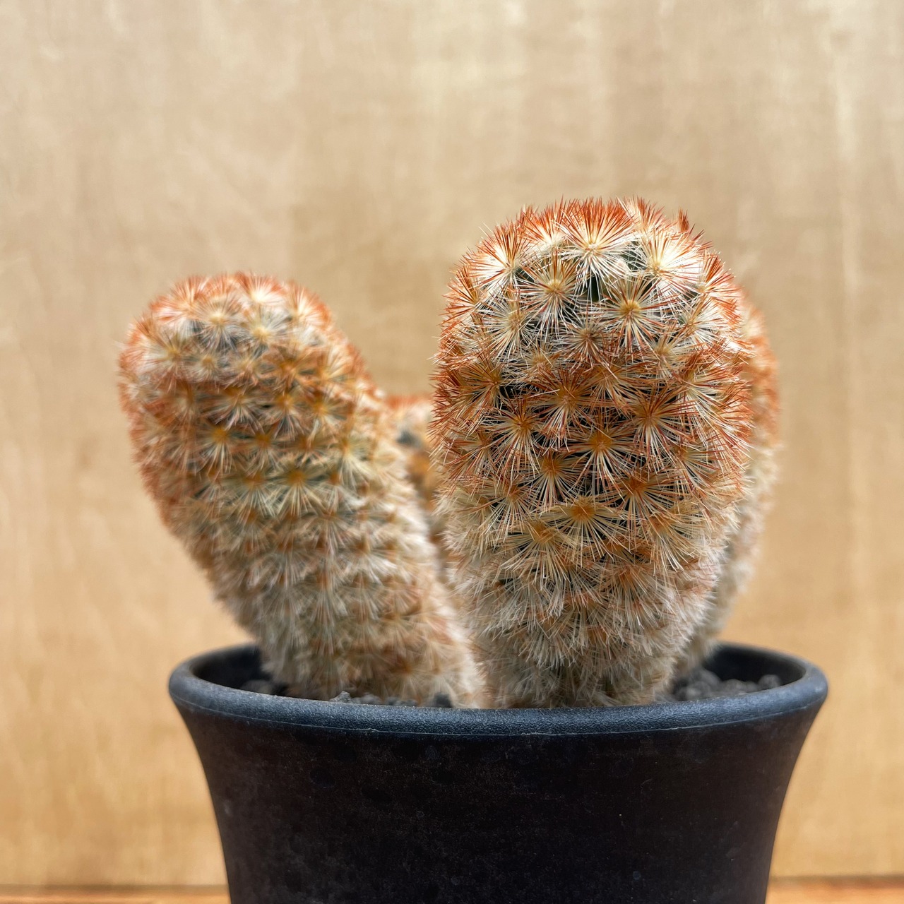 Mammillaria carmenae【マミラリア・赤棘カルメナエ】