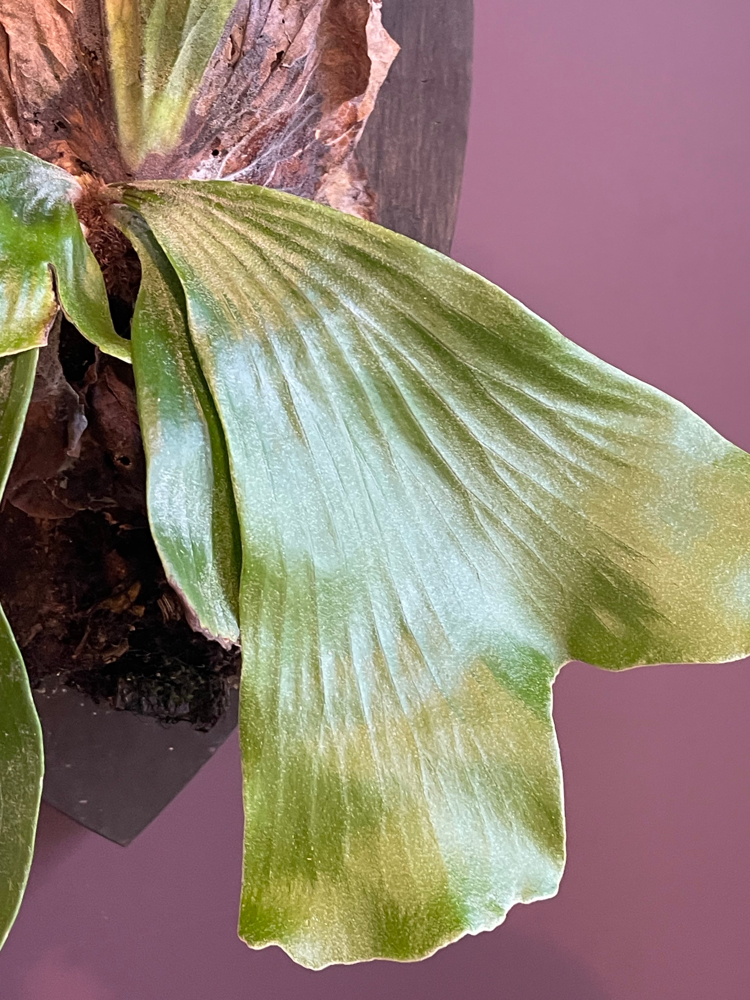 ビカクシダ ネプチューン アンゴレンセ×ステマリア 大株 ハンティング