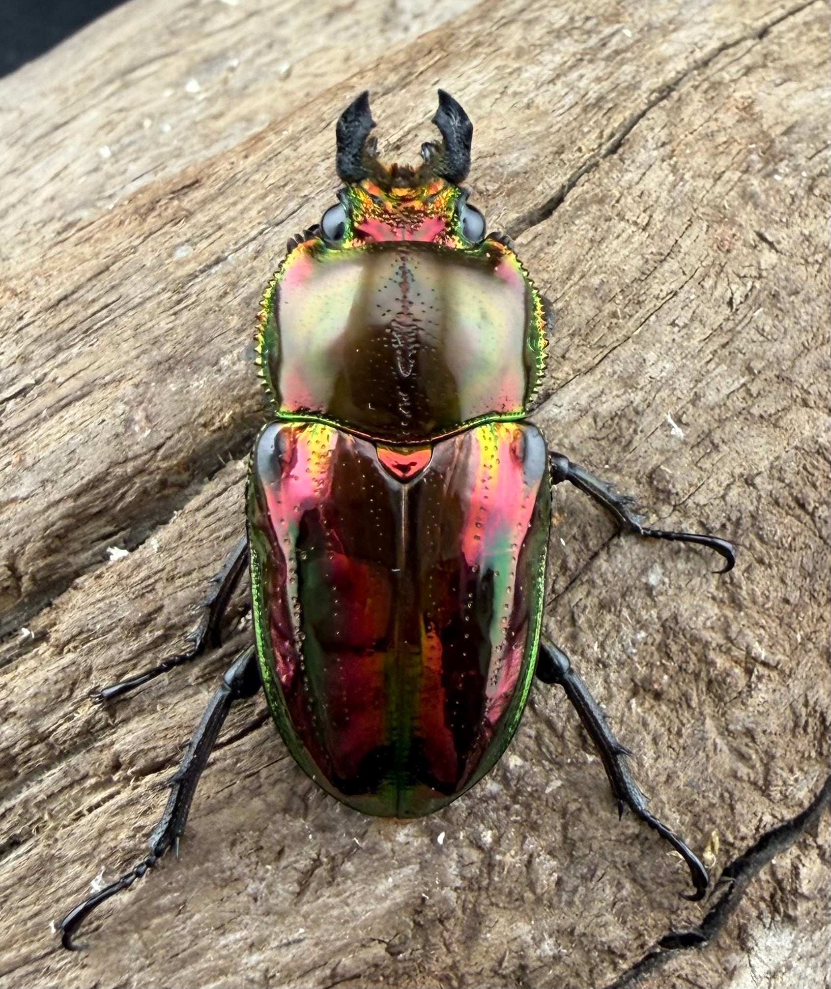 ニジイロクワガタ ダークレッド系 44mm ペア》 | KPW公式オンライン