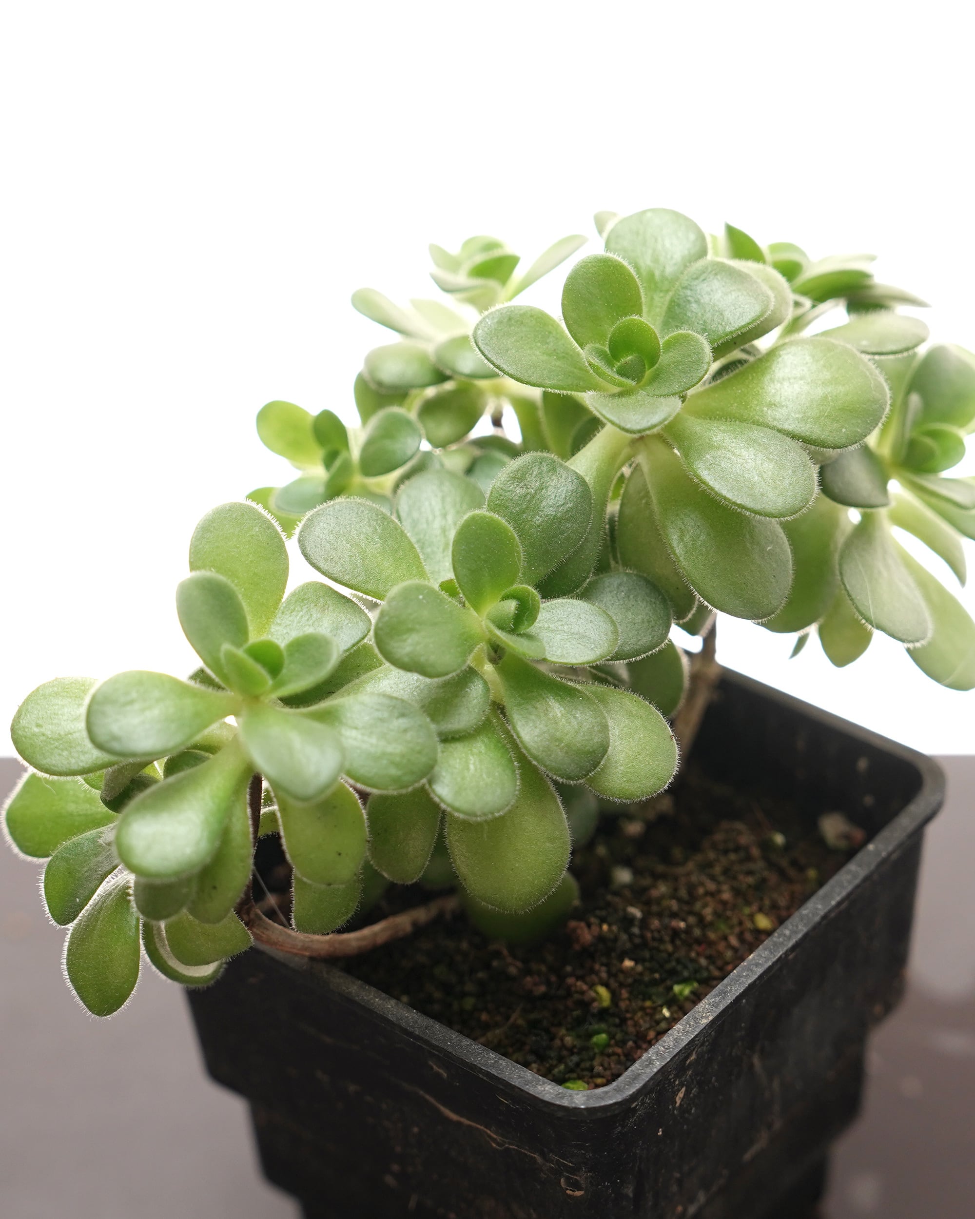 抜き苗 ダドレア グノマ Dudleya gnoma | PUKUBOOK SUCCULENTS