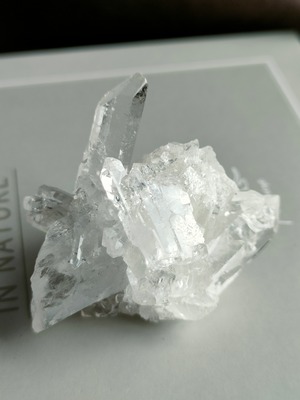 ゼッカ デ ソウザ産 ミニクラスター