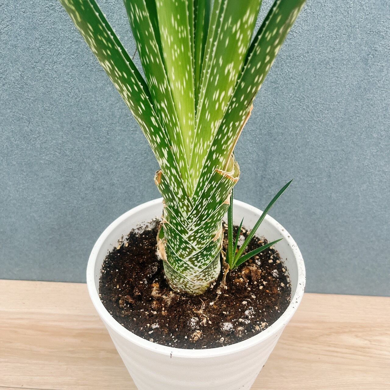アロエ 観葉 植物 アロエ 育て方 観葉植物 Dictionary