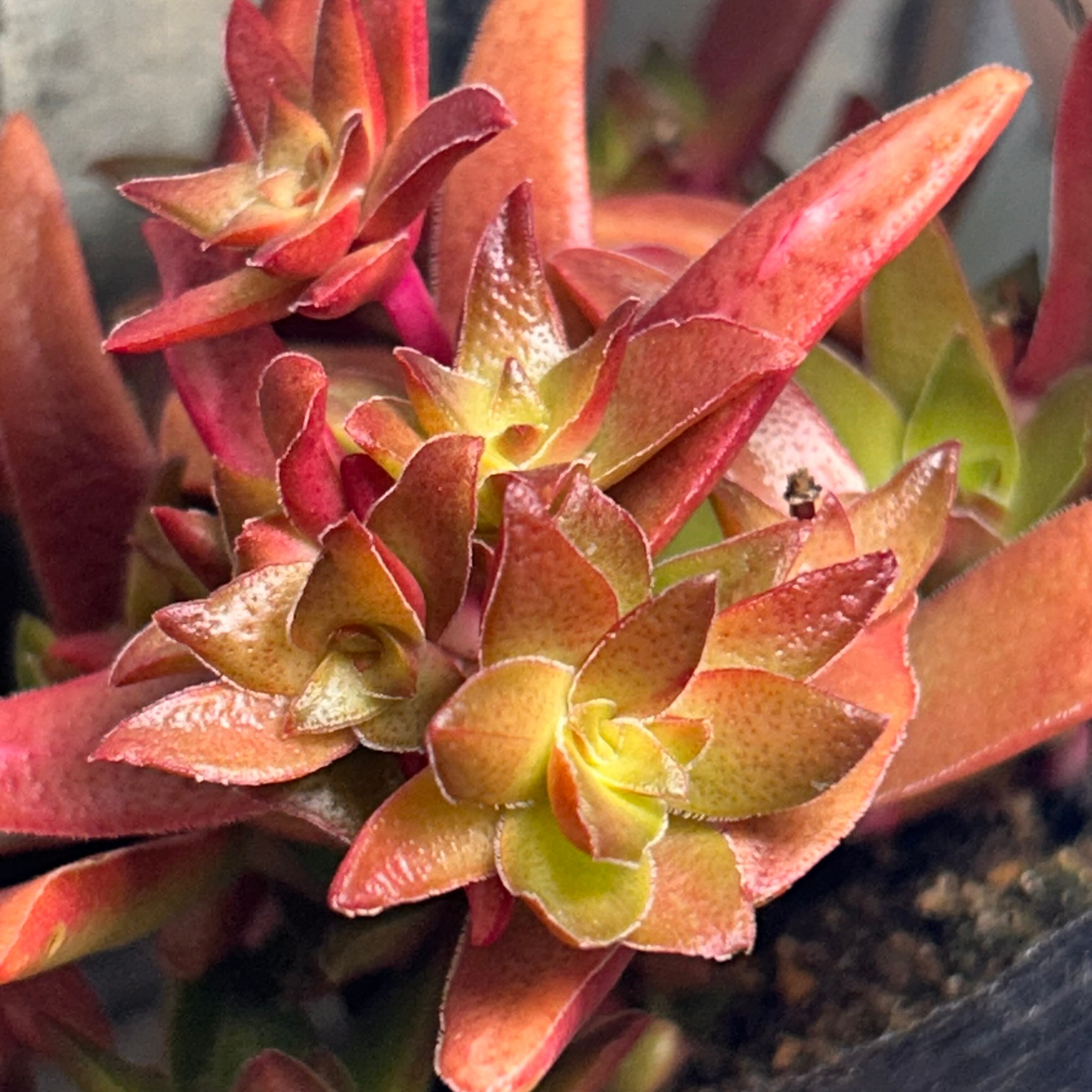 紅葉祭り | RuPo 多肉植物専門店