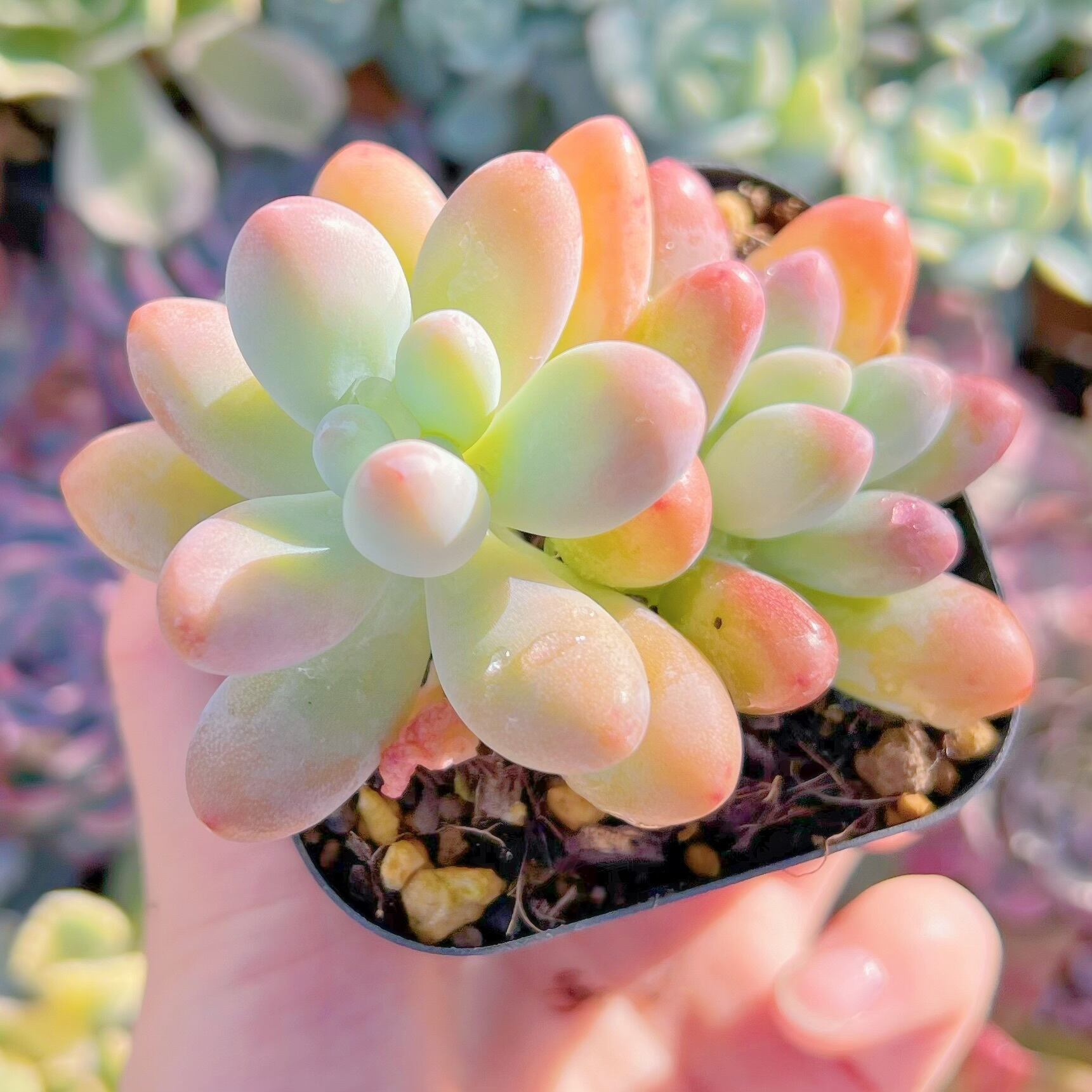 現品　パトリックスター#824   古株　るる農園