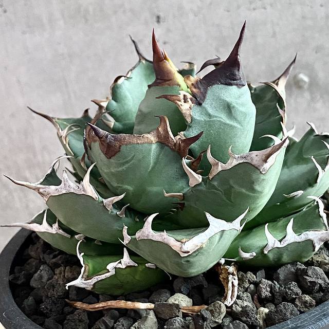 agave titanota No1/アガベ チタノタ ナンバーワン【観葉植物】【多肉植物】【インテリア】【 鉢込み発送】【発根済】【美株】