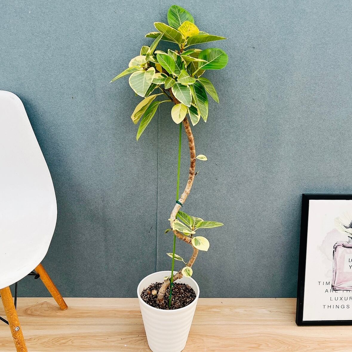 現品］NB 創樹 オリーブ オリーミー ネバディロブランコ ミッション 8