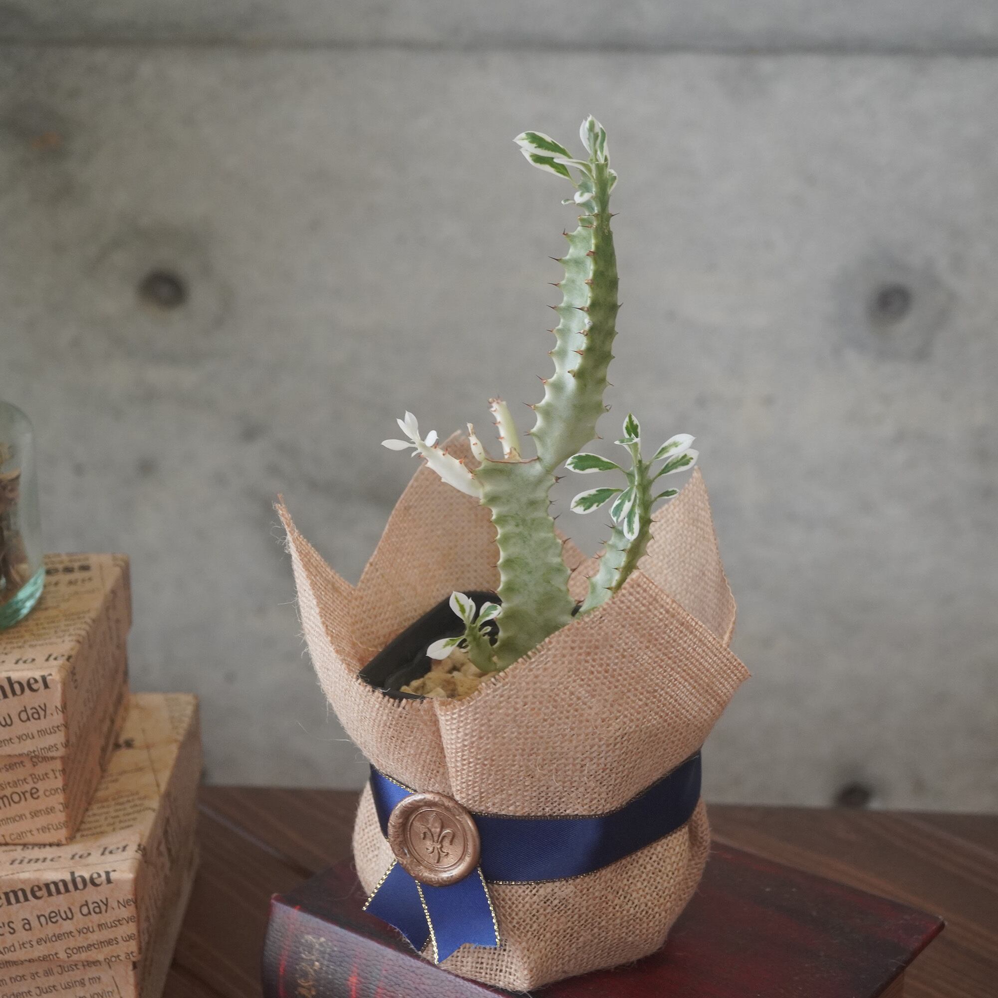 綺麗な白斑！ユーフォルビア トリゴナ白斑◇ギフト グリーン 多肉