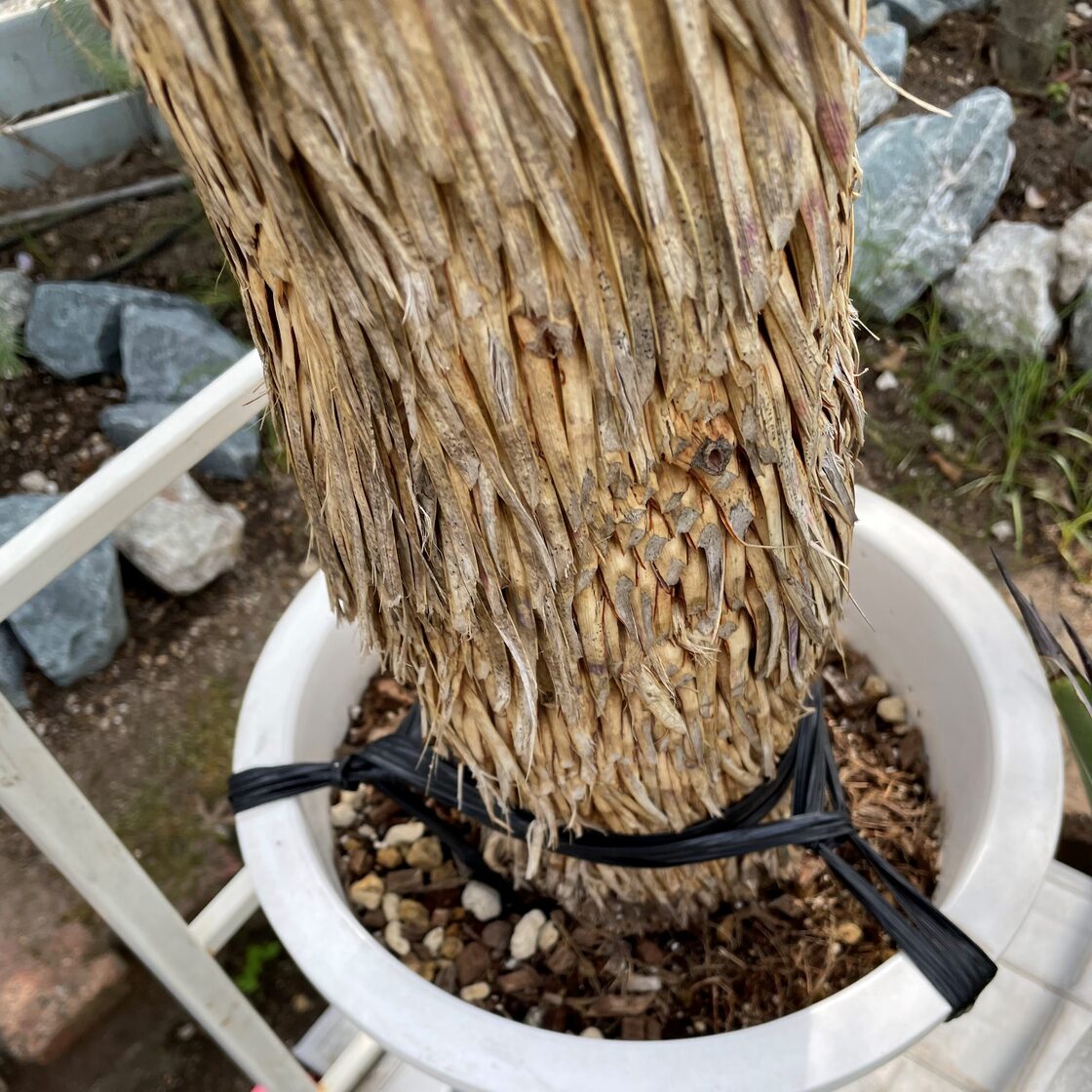 ISA様 ユッカ ロストラータ 約:70cm【耐寒性/ドライガーデン】19 五月蝿く 