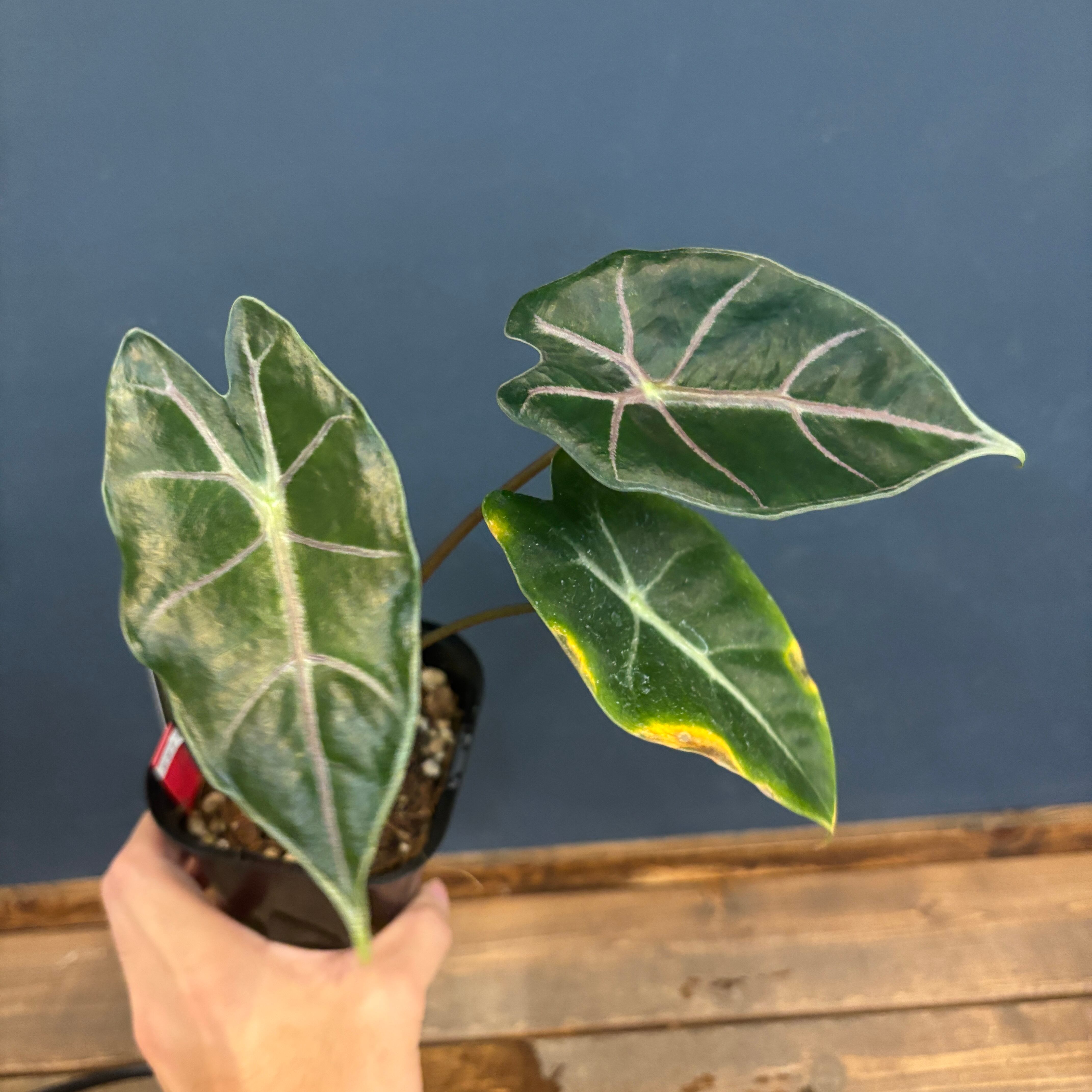 シャコガイル　a b ２枚 Alocasia Ninja Tricolor│アロカシア ニンジャ 斑入│観葉植物