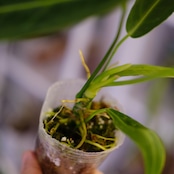 Anthurium Warocqueanum|アンスリウム・ワロクアーナム②|観葉植物