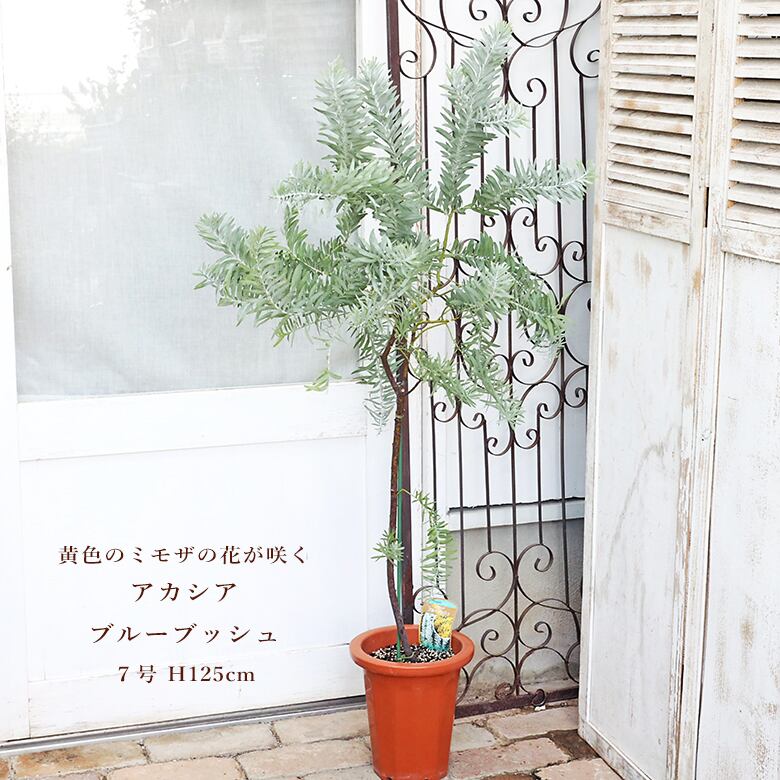 現品販売 常緑苗木 アカシア ブルーブッシュ 7号 H125cm 送料無料 庭木