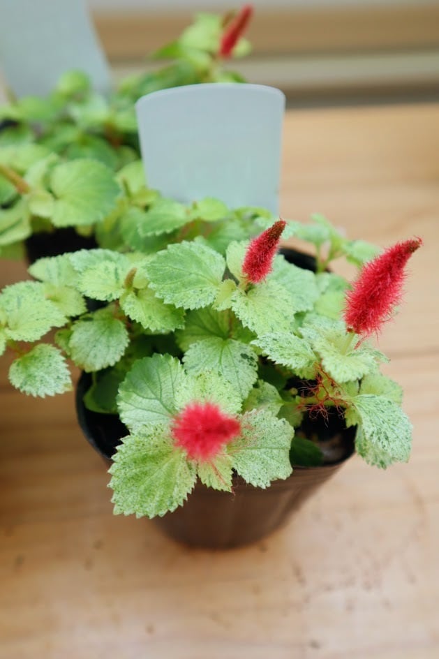 キャットテール 斑入り 2.5寸 | SaqueSifone（サクシフォン）＊寄せ