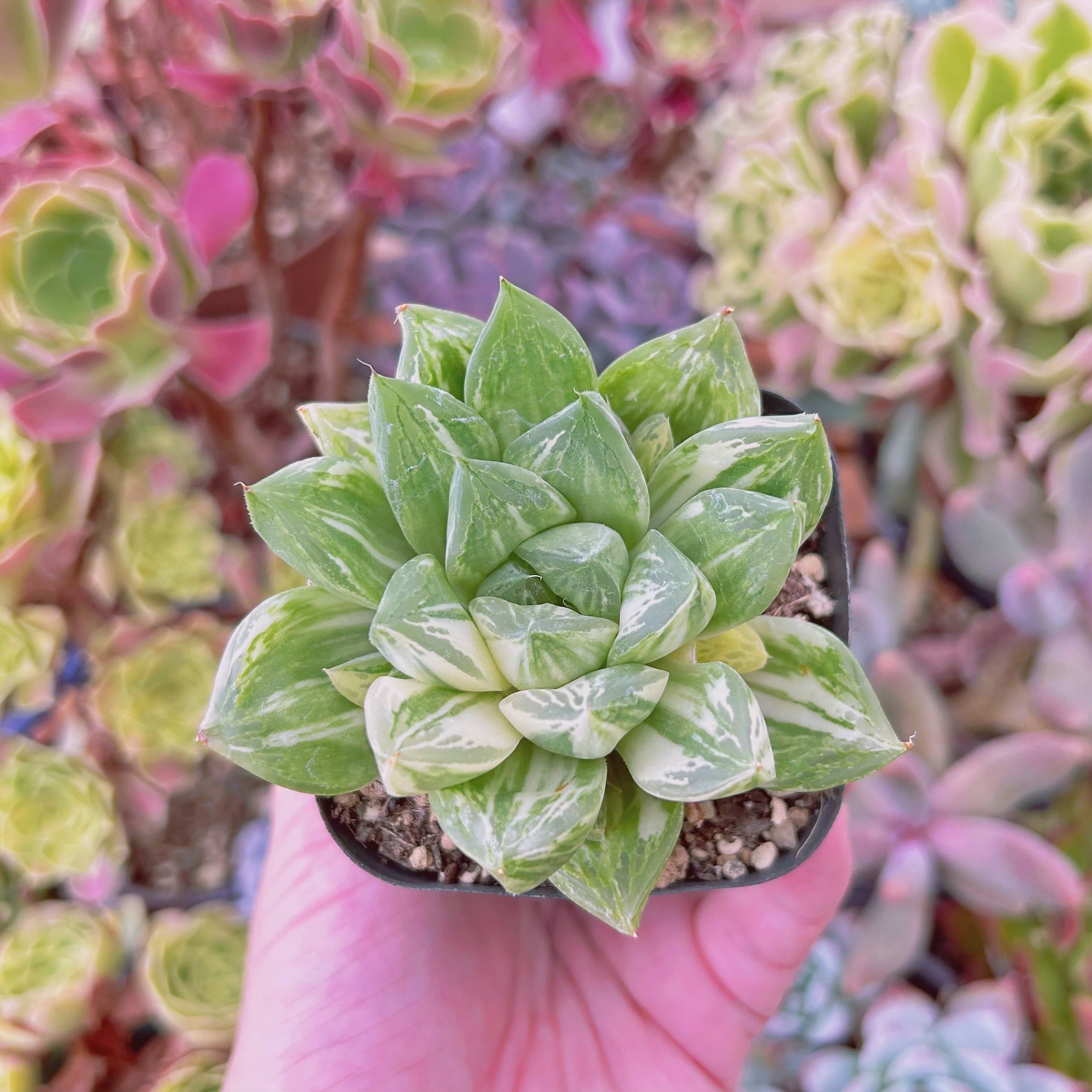 776現物 多肉植物 宝草錦 抜き苗 | るる農園~多肉植物専門