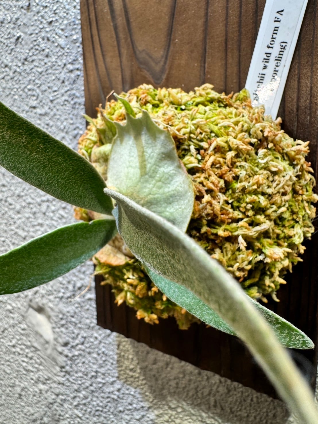 P.veitchii WILD From FA | Plants.Links