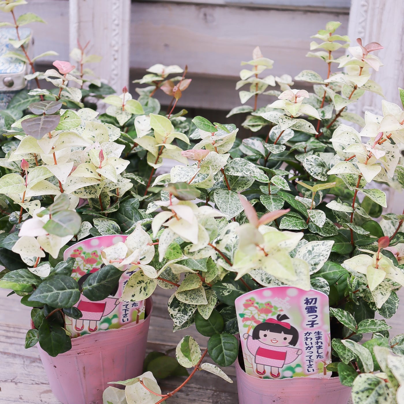 No1―No2 大型株ハツユキカヅラ観葉植物 緑とピンクの葉 約55cm〜大迫力