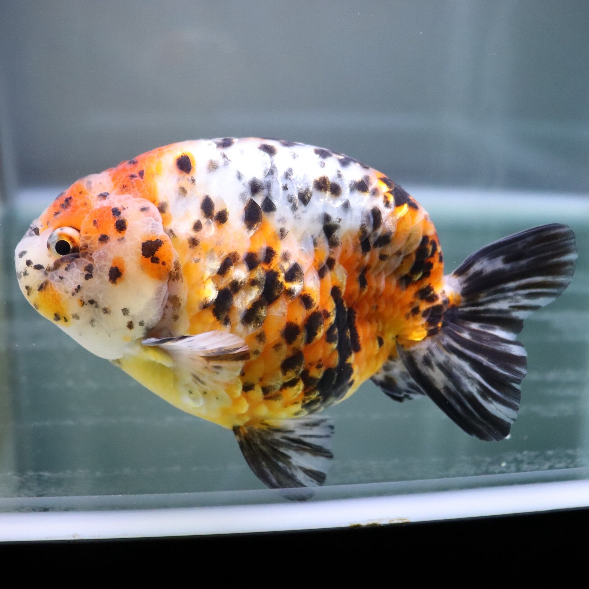 鋳物　錦鶏 完売致しました 2021.4.18 麒麟らんちゅう k-2 13cm オス 中国産 #江戸