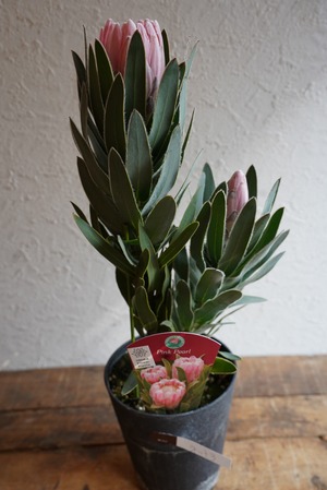 プロテア ピンクパール③(2F)