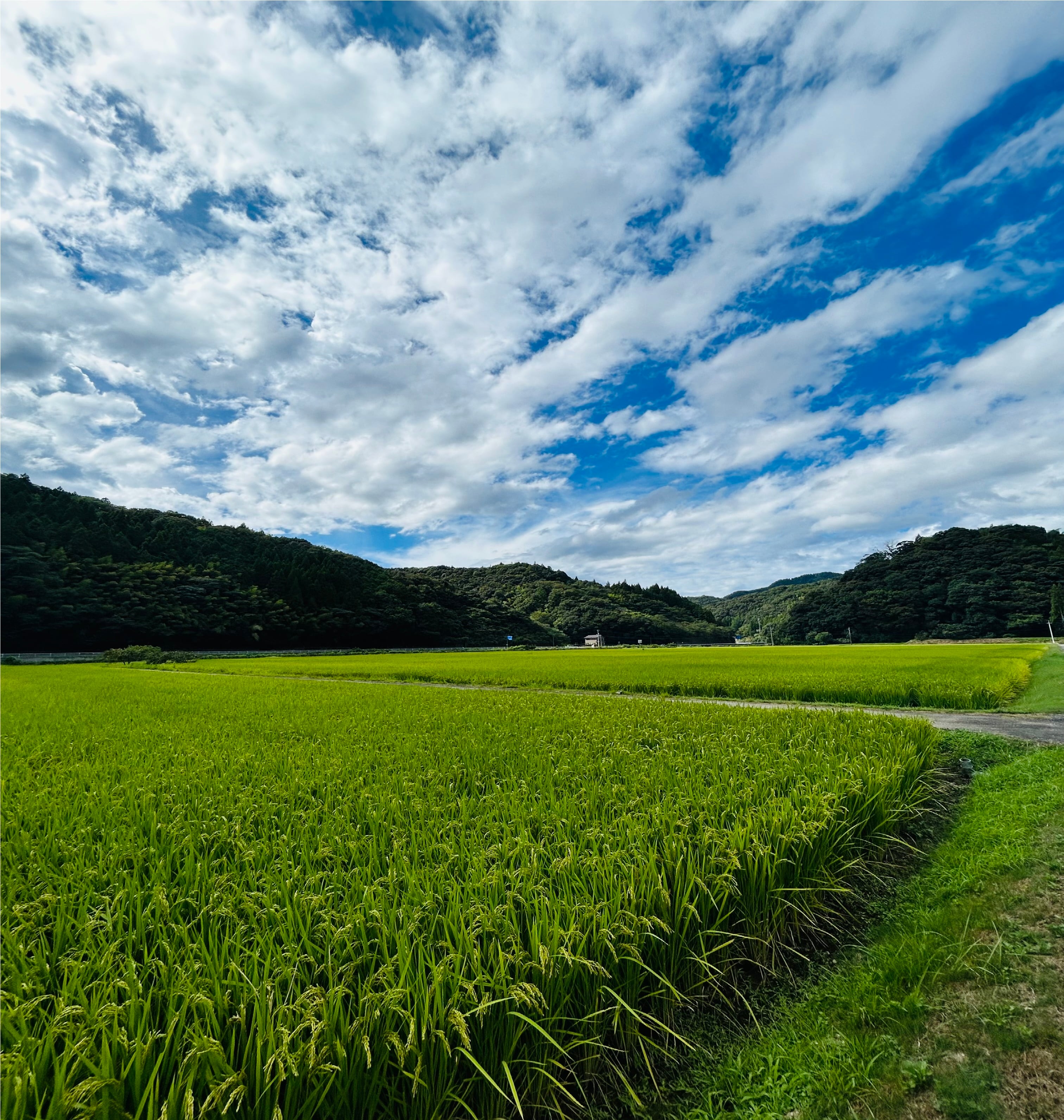 【平日限定100円引き】令和7年静岡県産の10kg　精米済　色選済　粒は大き目 令和9年5月13日(木)発送 令和8年産くさひろ米 10kg 送料無料